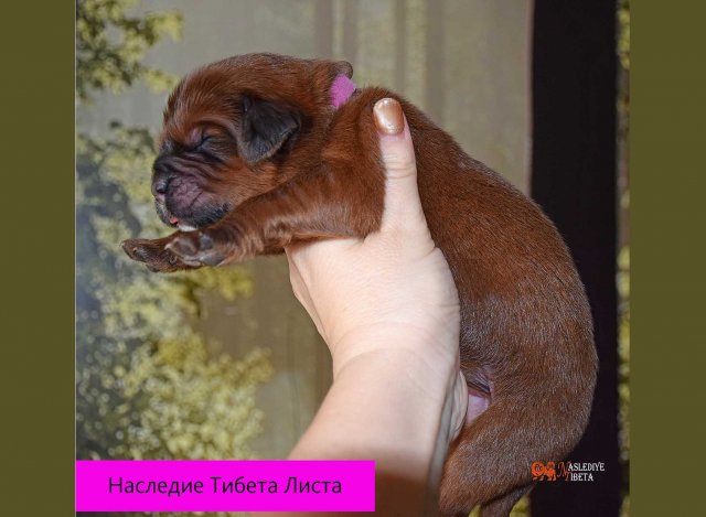 Щенки от пары Брайн х Ютера